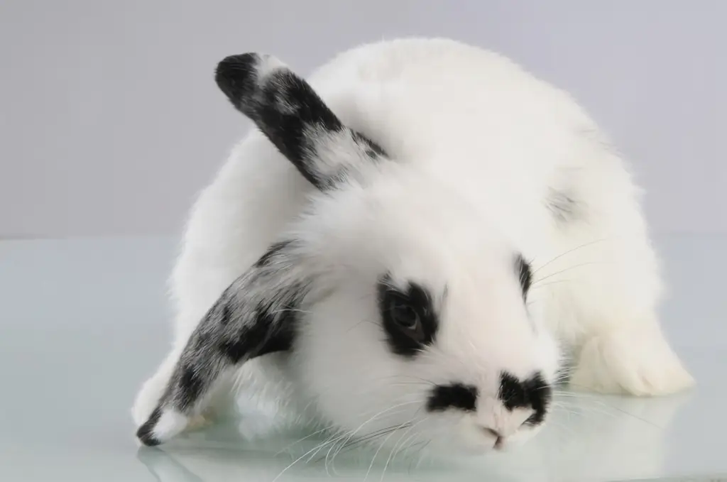 Zdjęcie produktu - 4